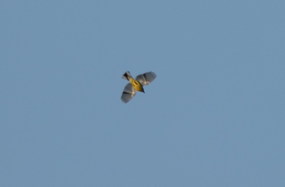 Blue-winged Warbler - ML620808961