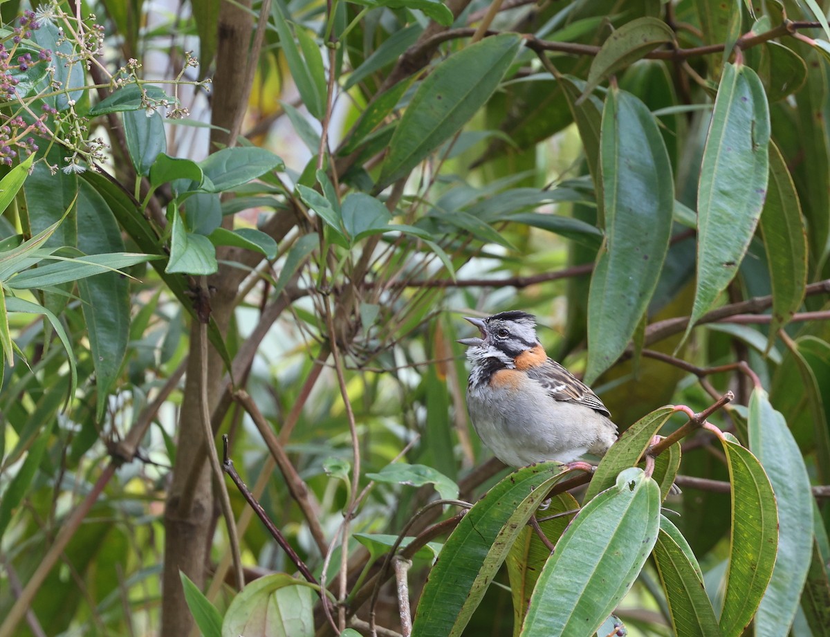 Rufous-collared Sparrow - ML620808972