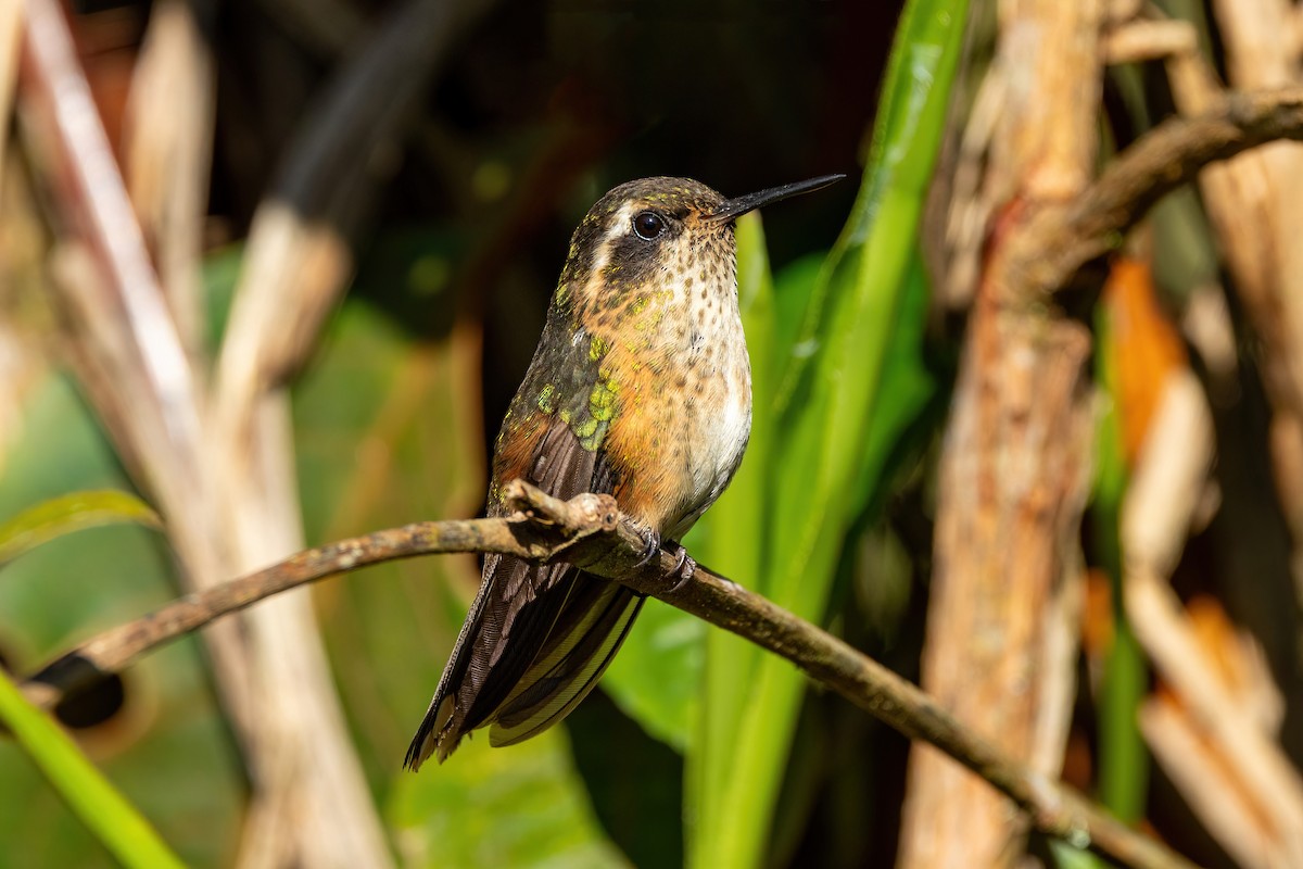 Speckled Hummingbird - ML620808973