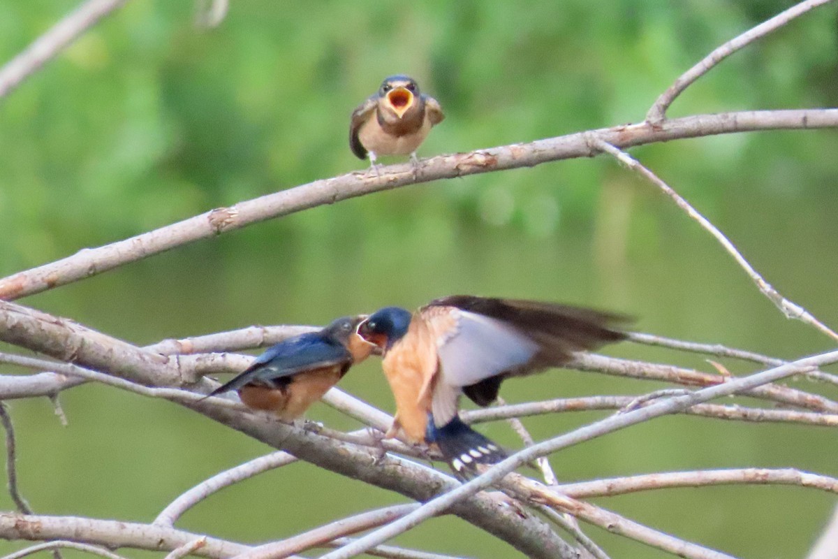 Golondrina Común - ML620808974