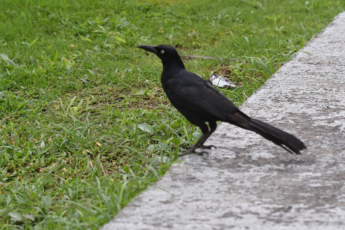 Great-tailed Grackle - ML620808977