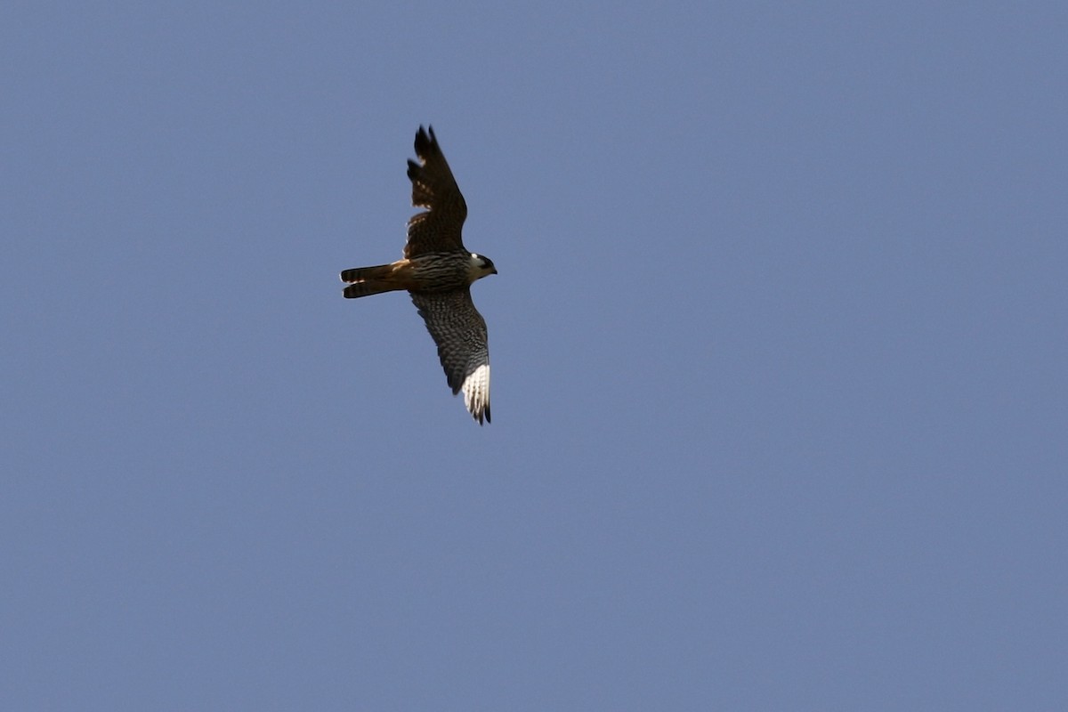 Eurasian Hobby - ML620808985