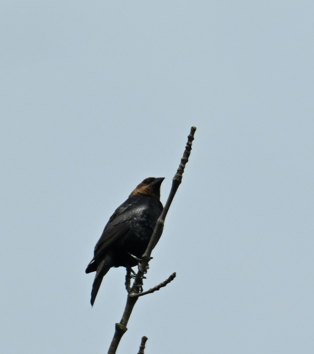 Brown-headed Cowbird - Maria Isabel Mantilla Mantilla