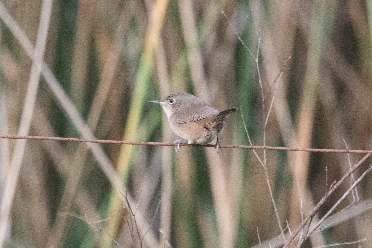 House Wren - ML620808989