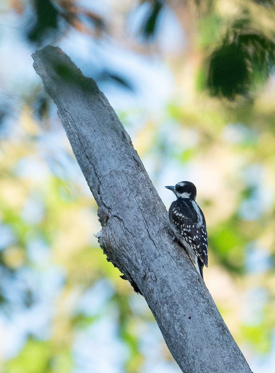 Hairy Woodpecker - ML620808993