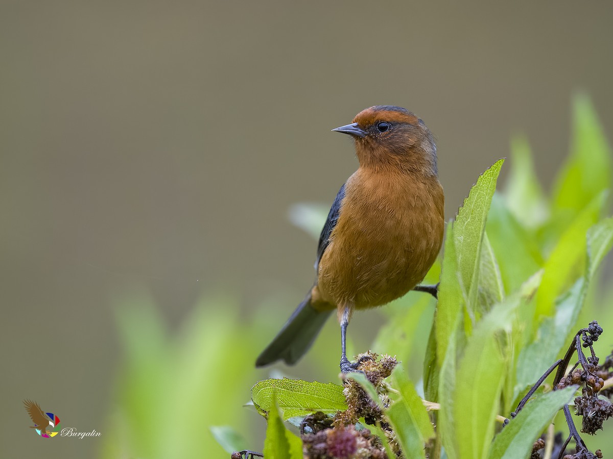 Rufous-browed Conebill - ML620808997