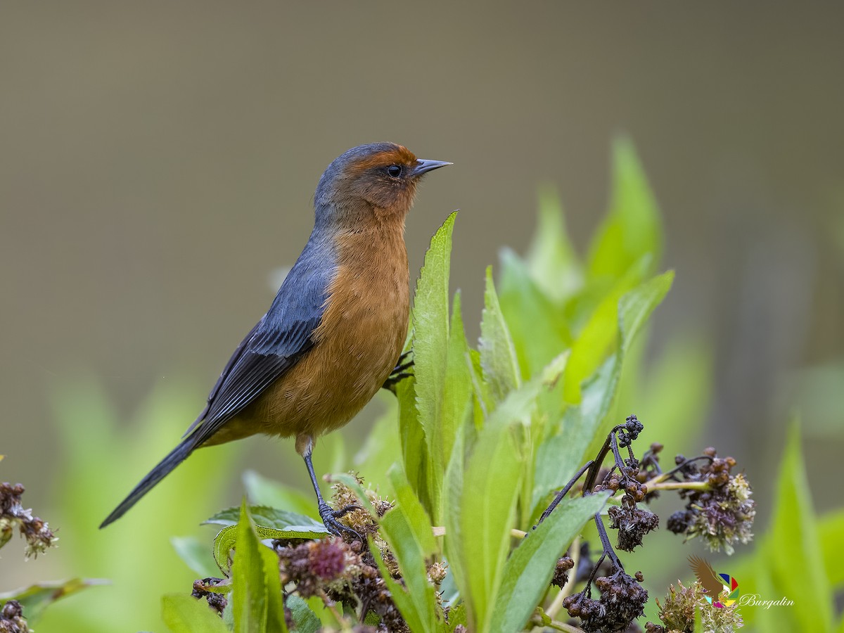 Rufous-browed Conebill - ML620808999