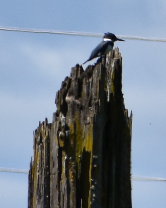 Belted Kingfisher - ML620809000