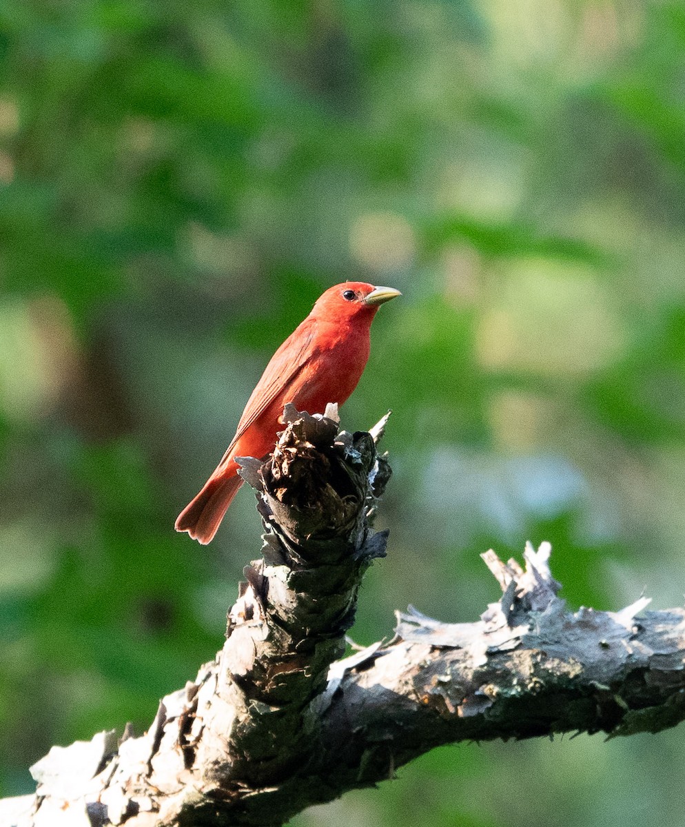 Summer Tanager - ML620809001