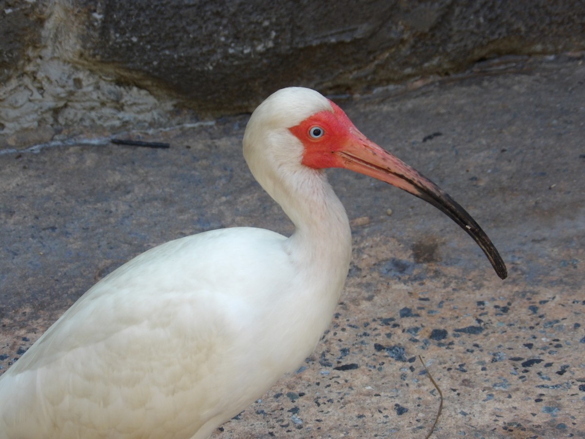 ibis bílý - ML620809002