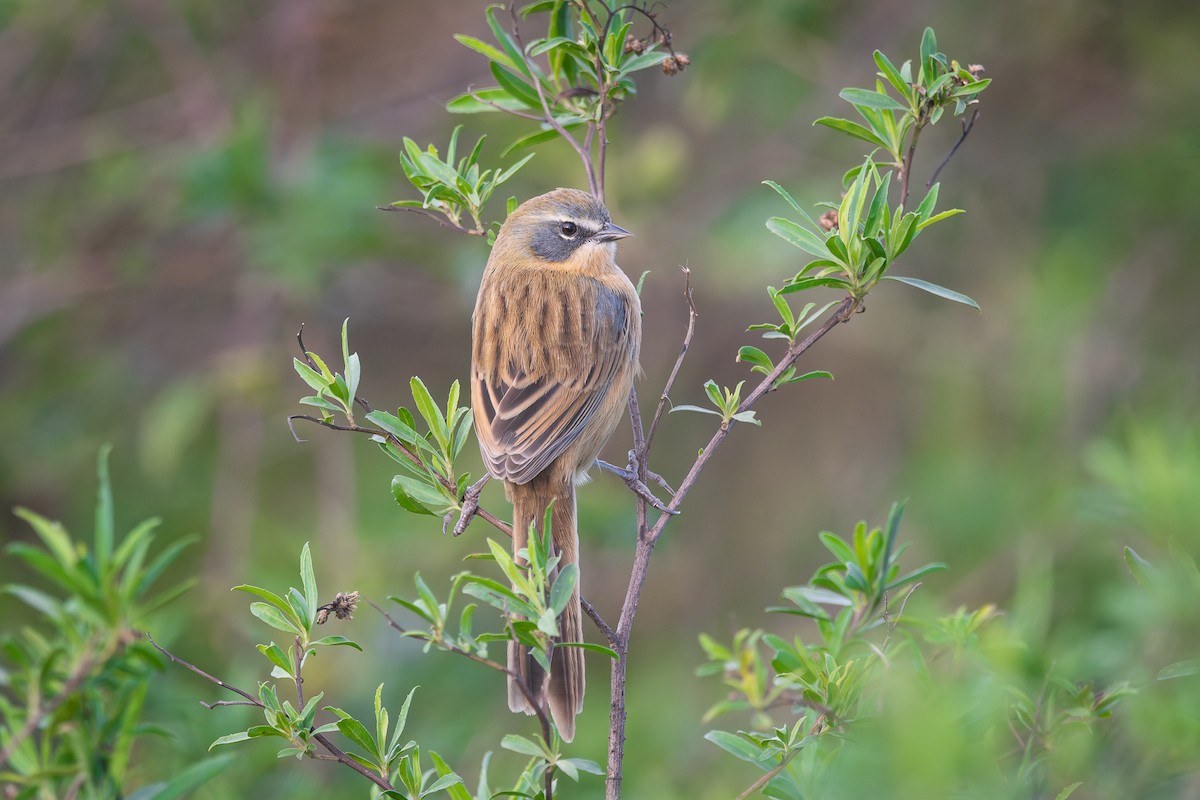 Long-tailed Reed Finch - ML620809004