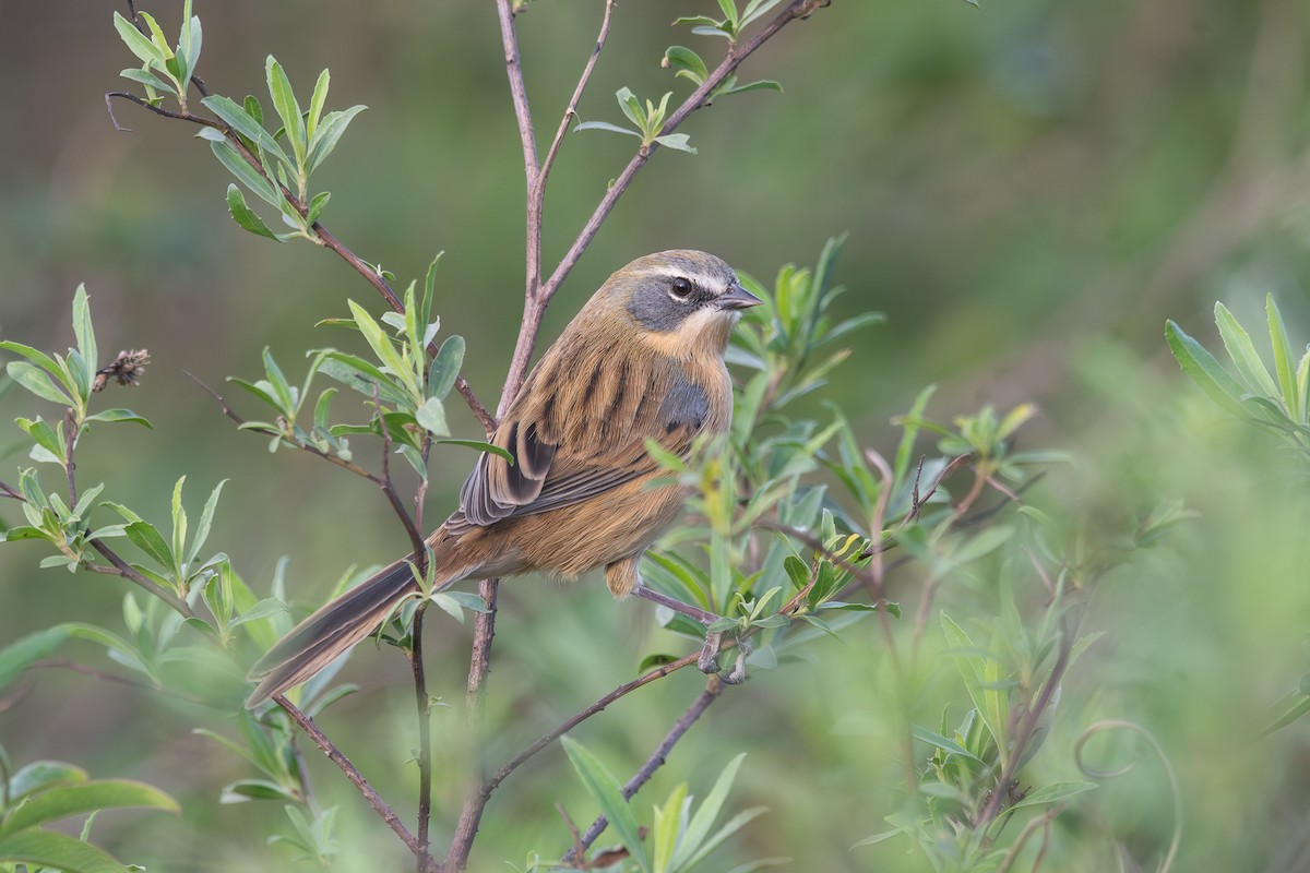 Long-tailed Reed Finch - ML620809006