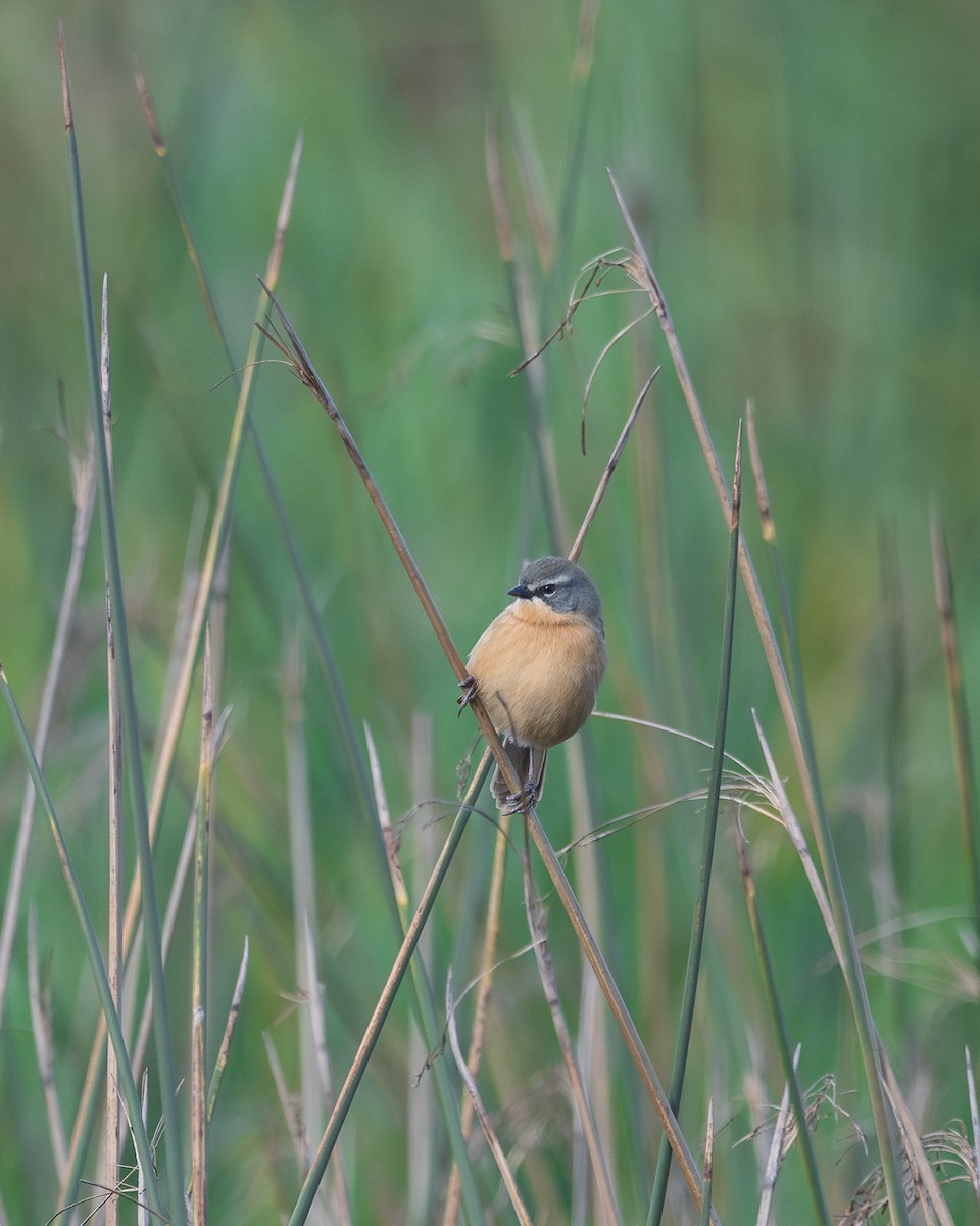 Long-tailed Reed Finch - ML620809010
