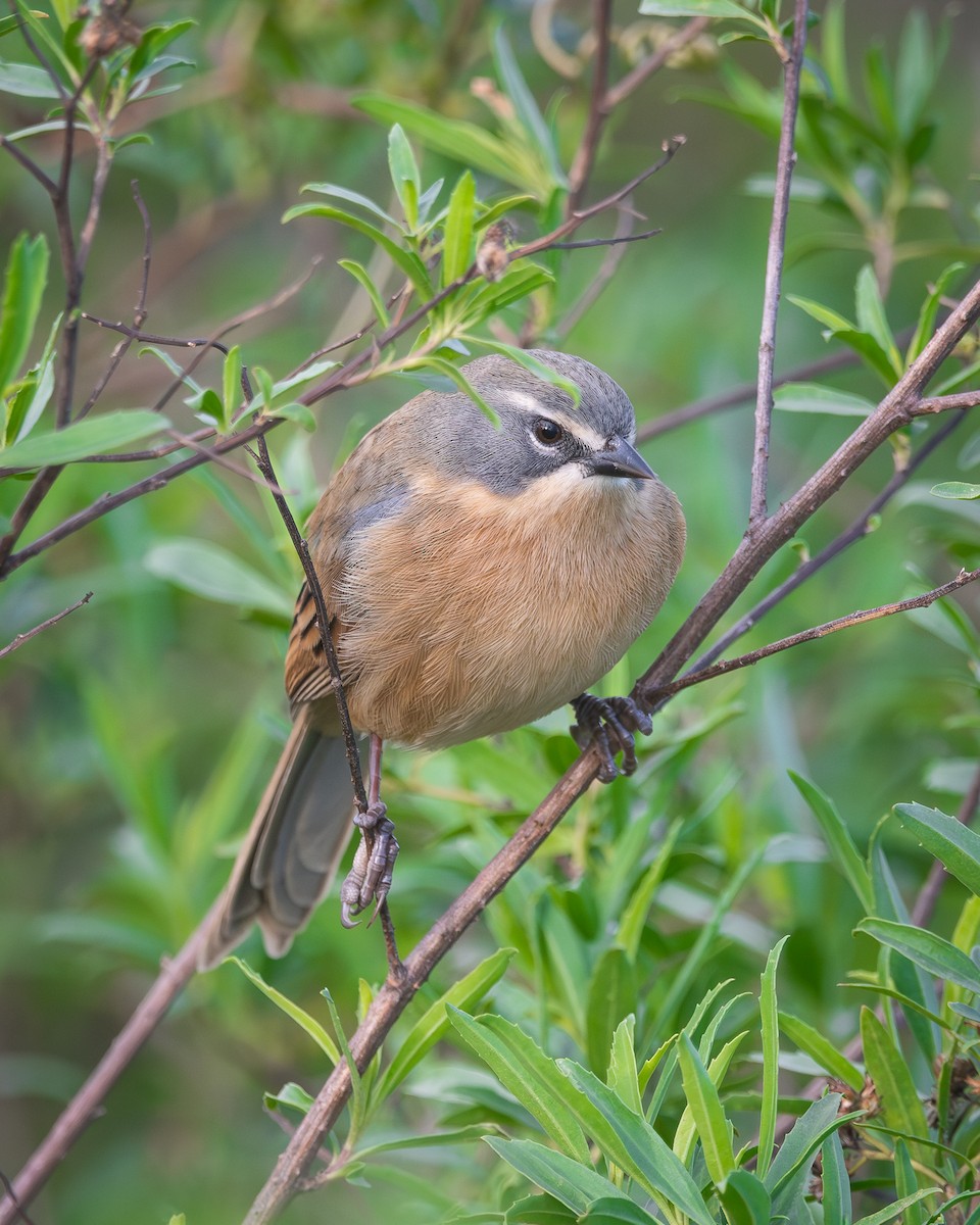 Long-tailed Reed Finch - ML620809012