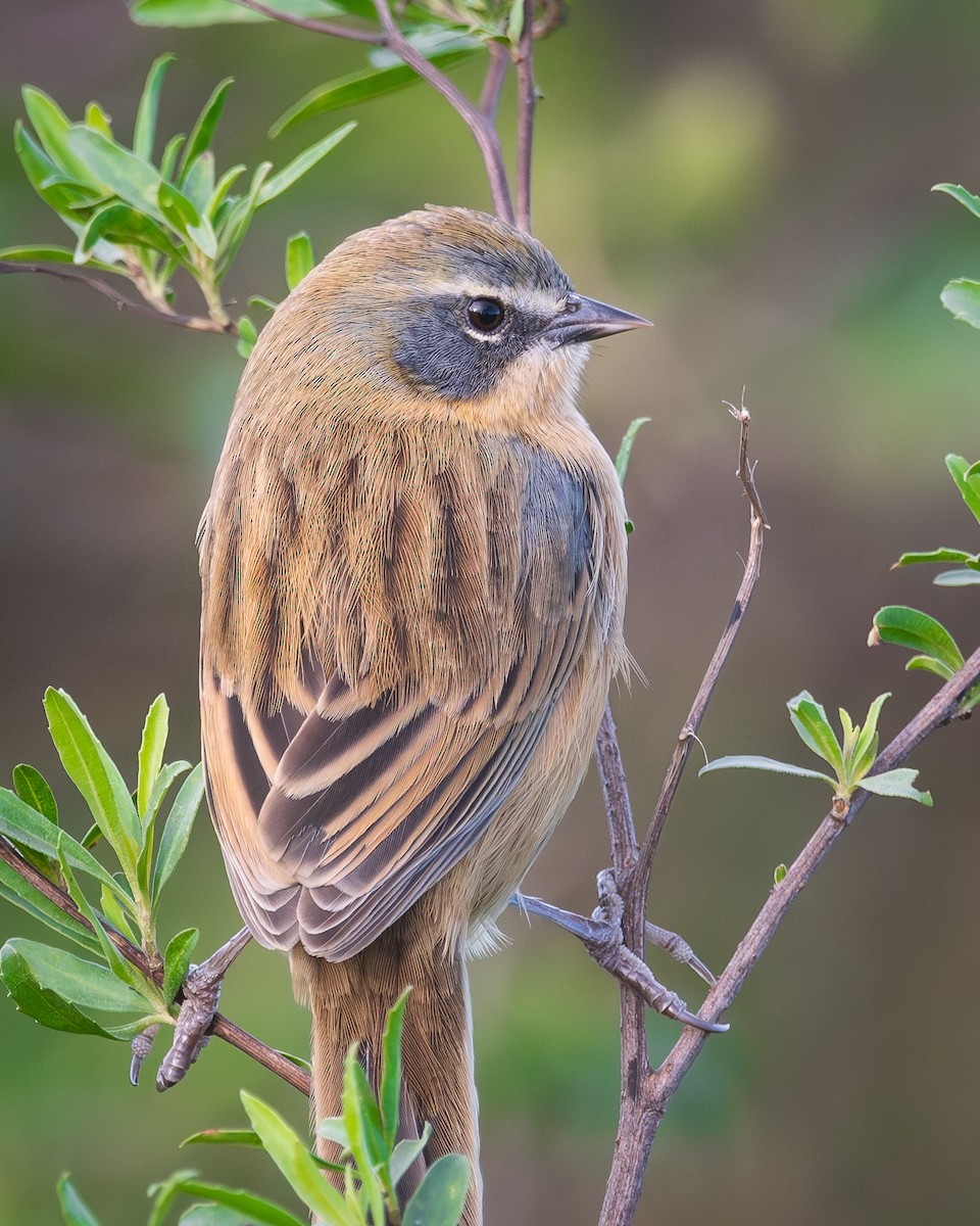 Long-tailed Reed Finch - ML620809013