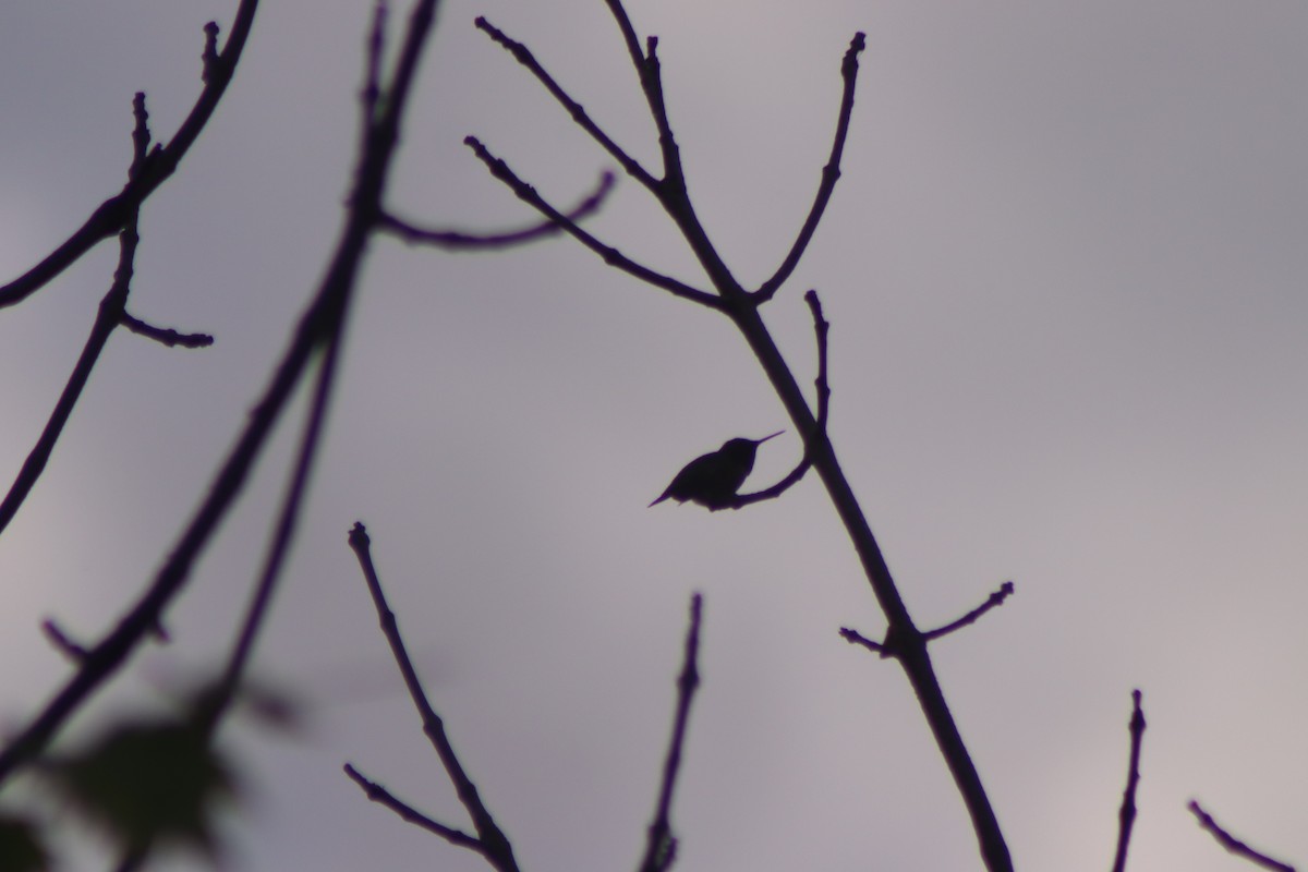 Colibrí Gorjirrubí - ML620809014