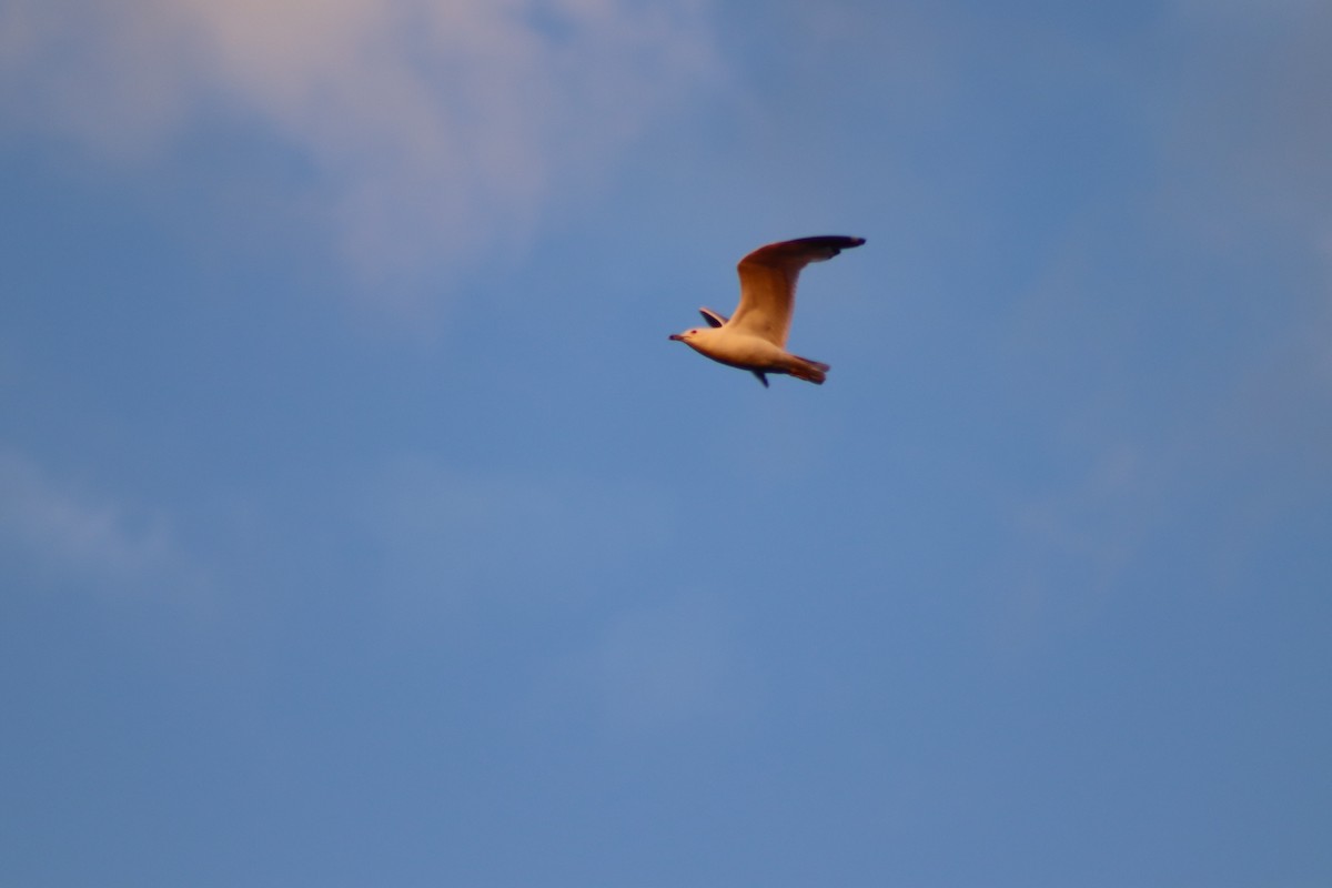 Ring-billed Gull - Cory Ruchlin