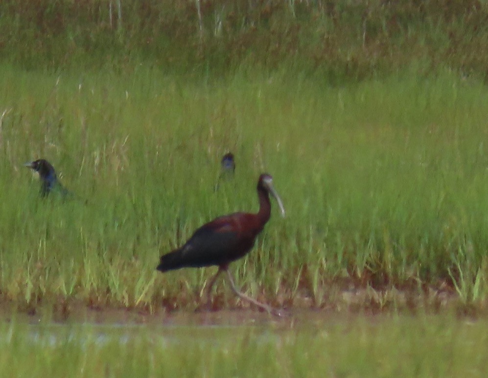 Glossy Ibis - ML620809019