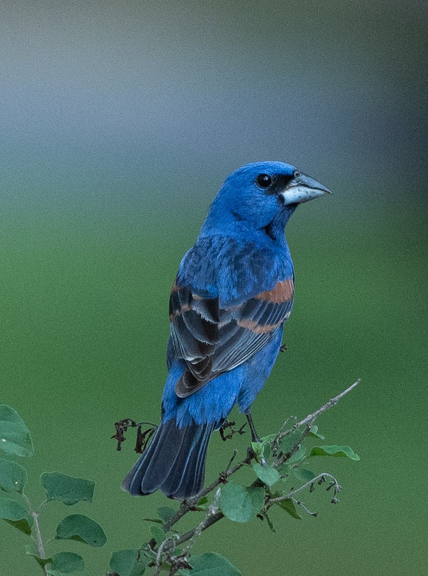 Blue Grosbeak - ML620809021