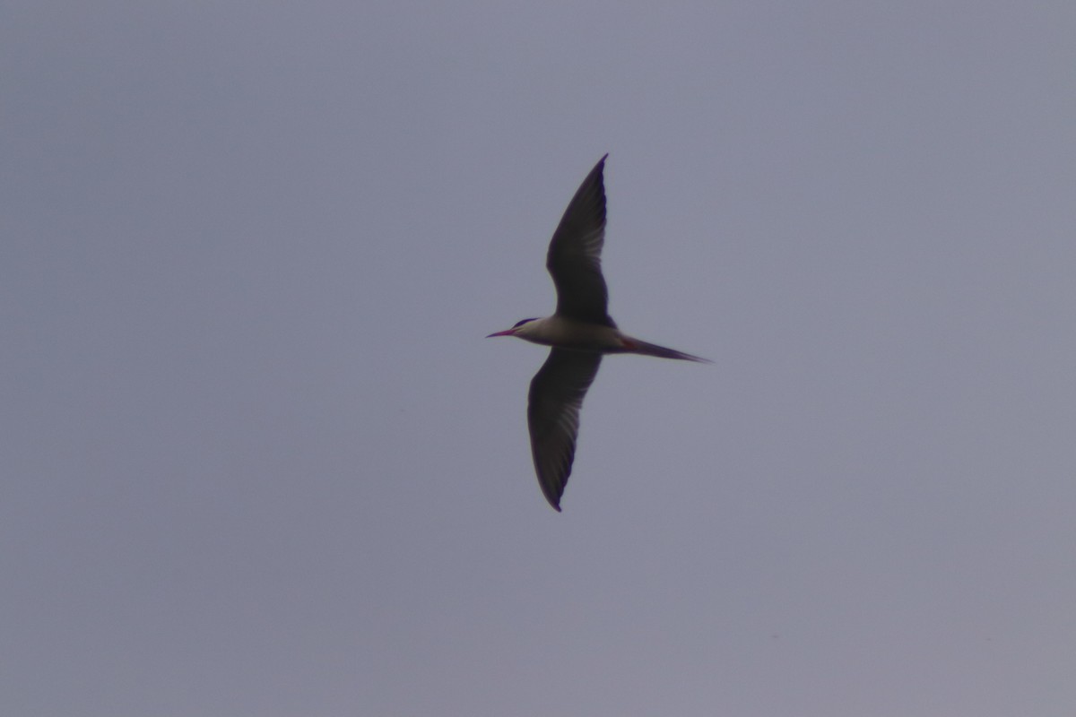 Common Tern - ML620809026