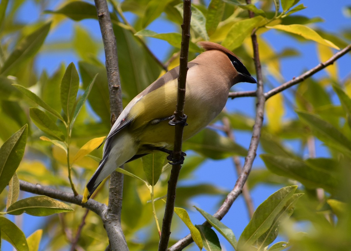 Cedar Waxwing - ML620809037