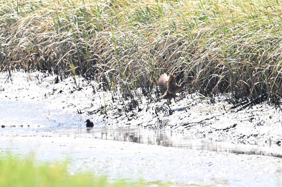 Ridgway's Rail (Light-footed) - ML620809041