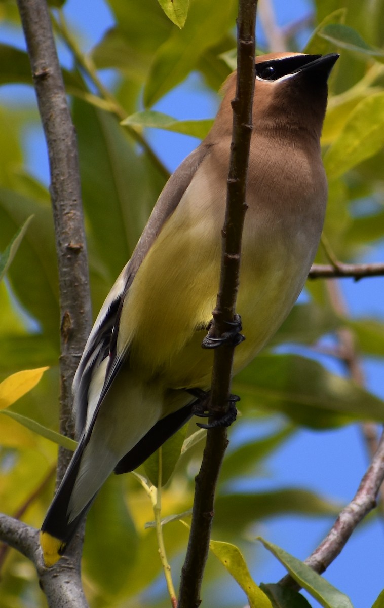 Cedar Waxwing - ML620809044