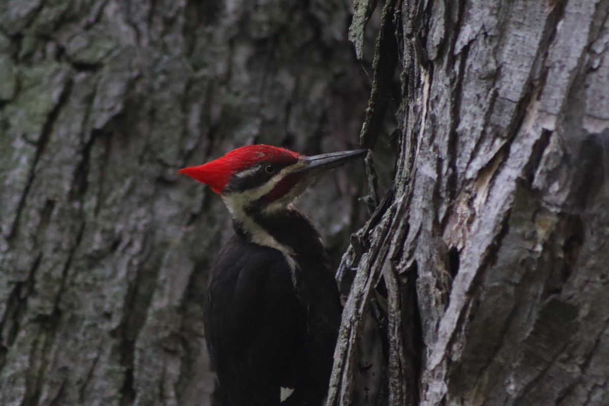 Pileated Woodpecker - ML620809045