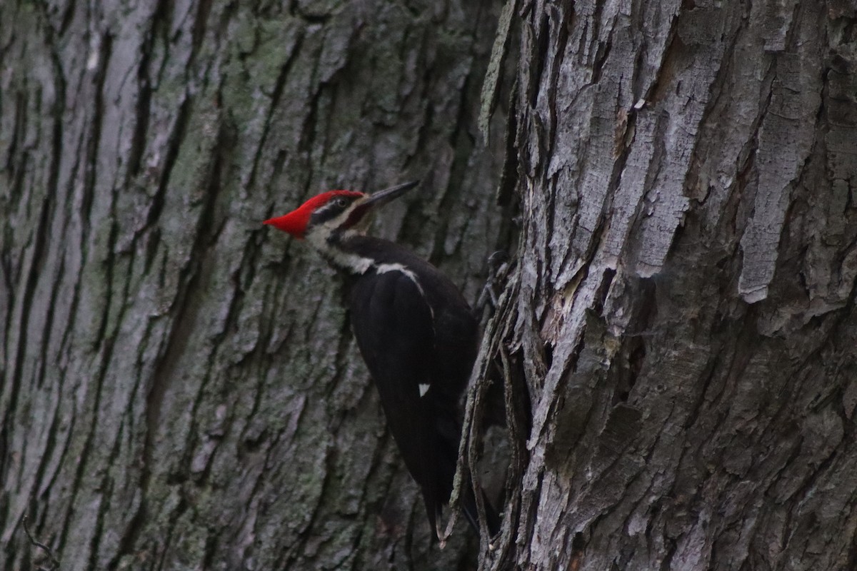 Pileated Woodpecker - ML620809047