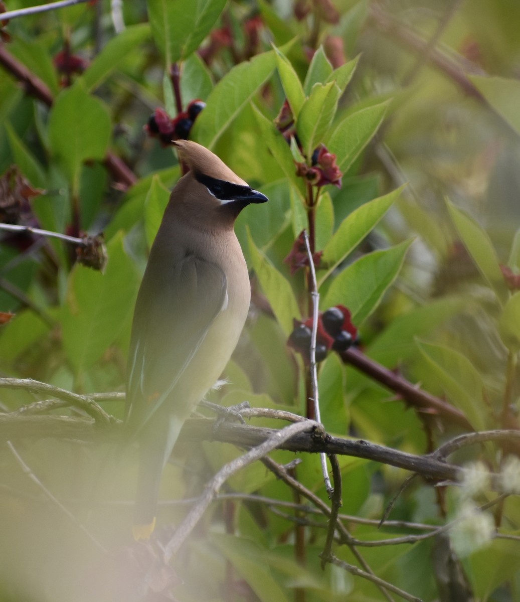 Cedar Waxwing - ML620809053