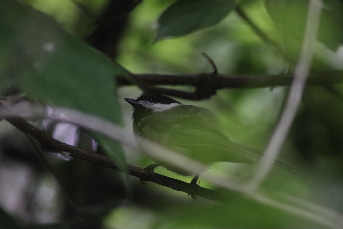 Black-capped Chickadee - Cory Ruchlin