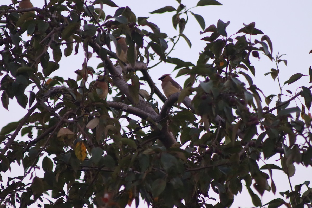 Cedar Waxwing - ML620809066