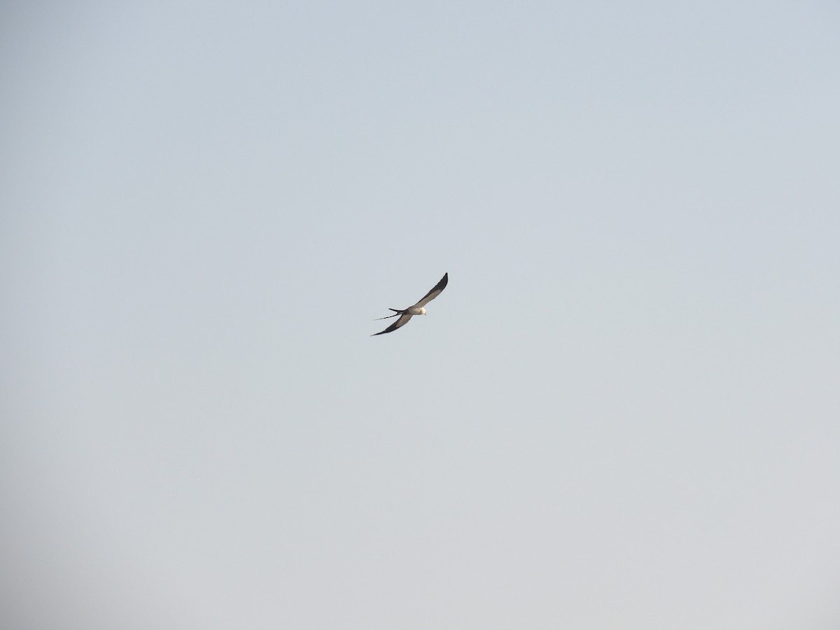 Swallow-tailed Kite - ML620809073