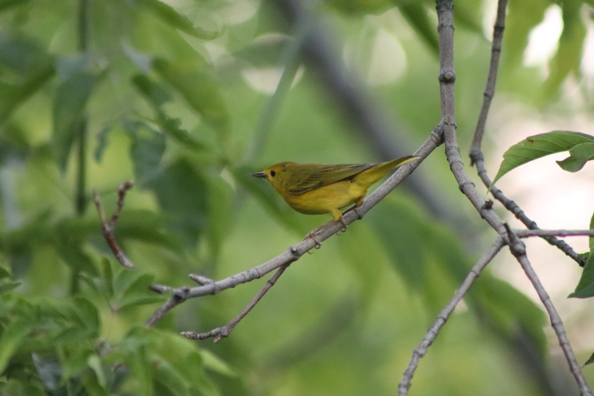 Yellow Warbler - ML620809078