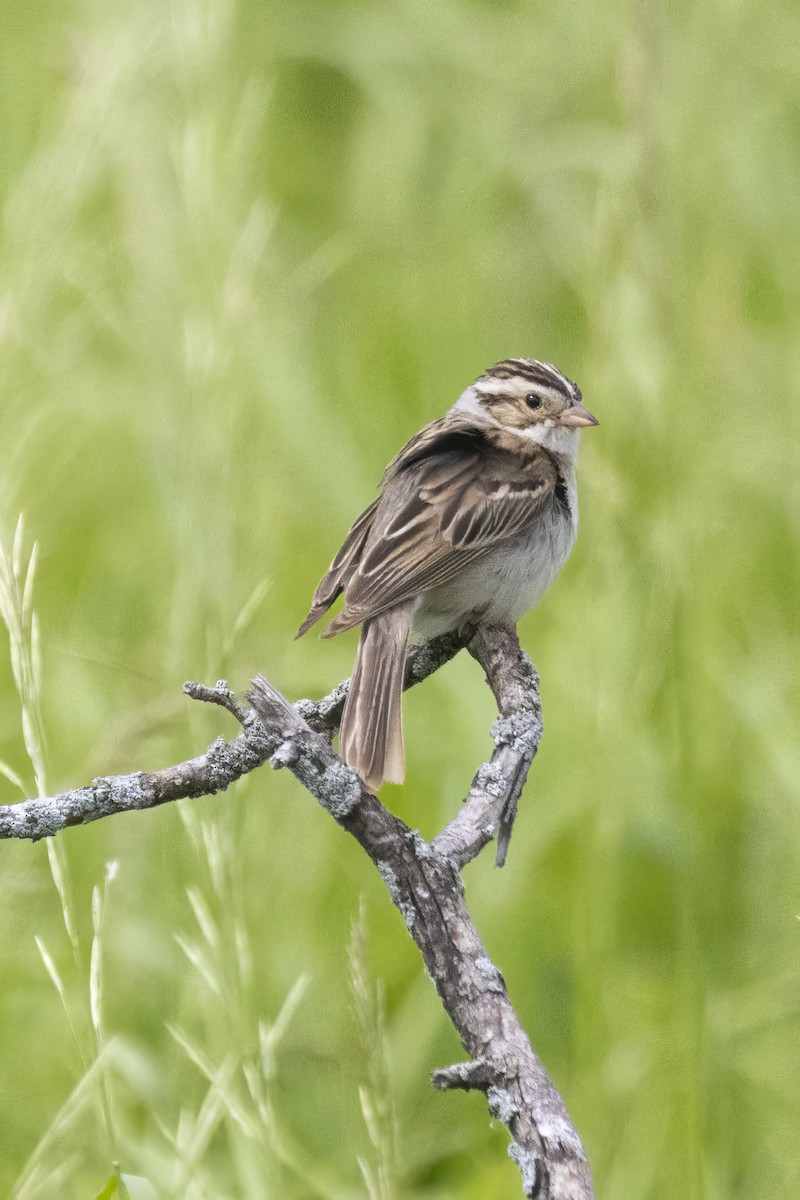 Clay-colored Sparrow - ML620809079