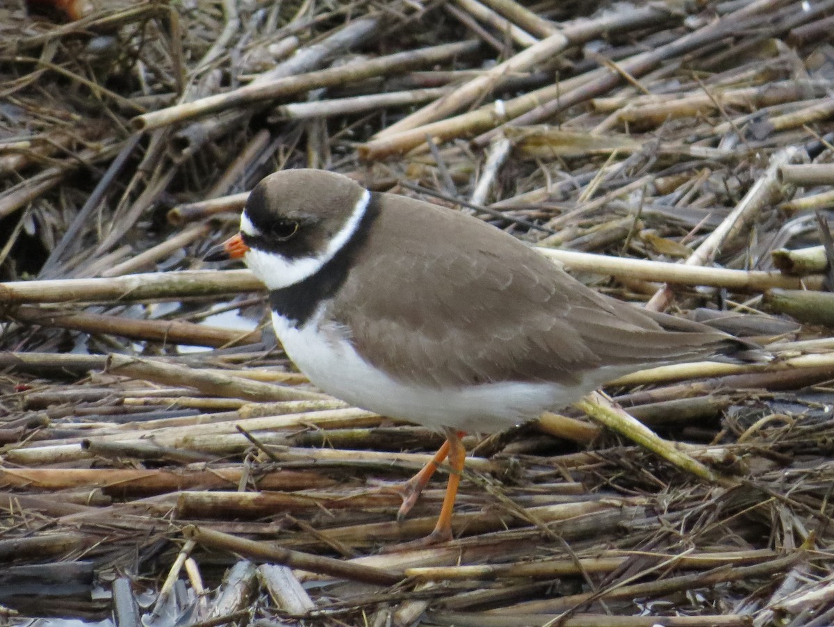 Semipalmated Plover - ML620809081