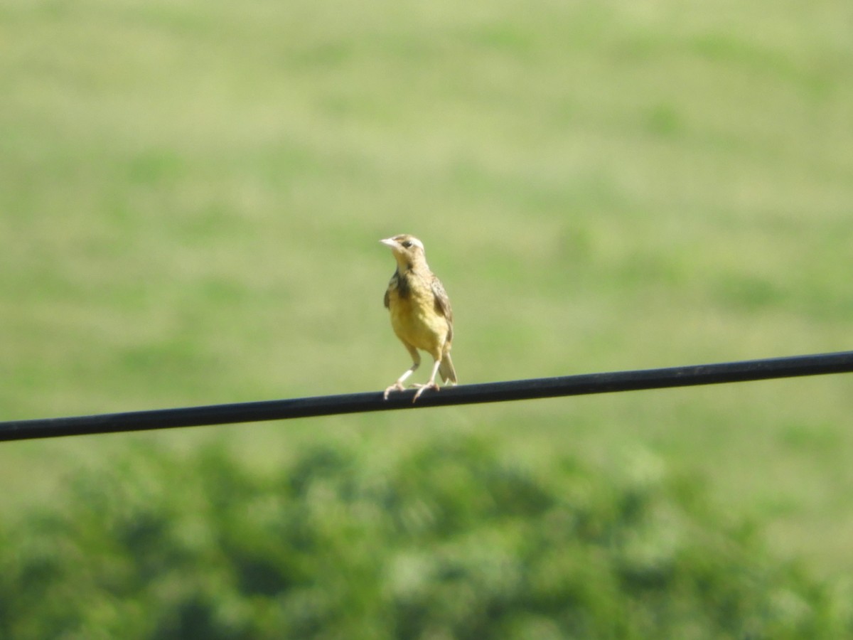 Eastern Meadowlark - ML620809086