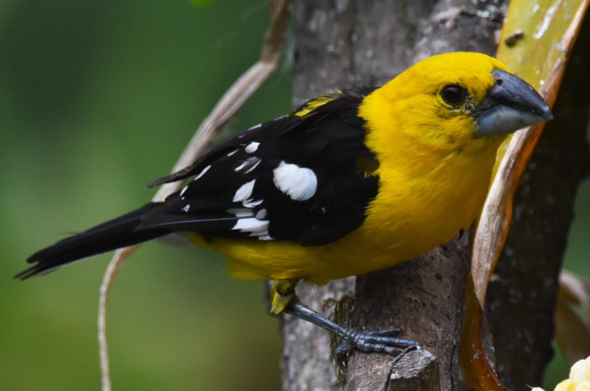 Golden Grosbeak - ML620809087