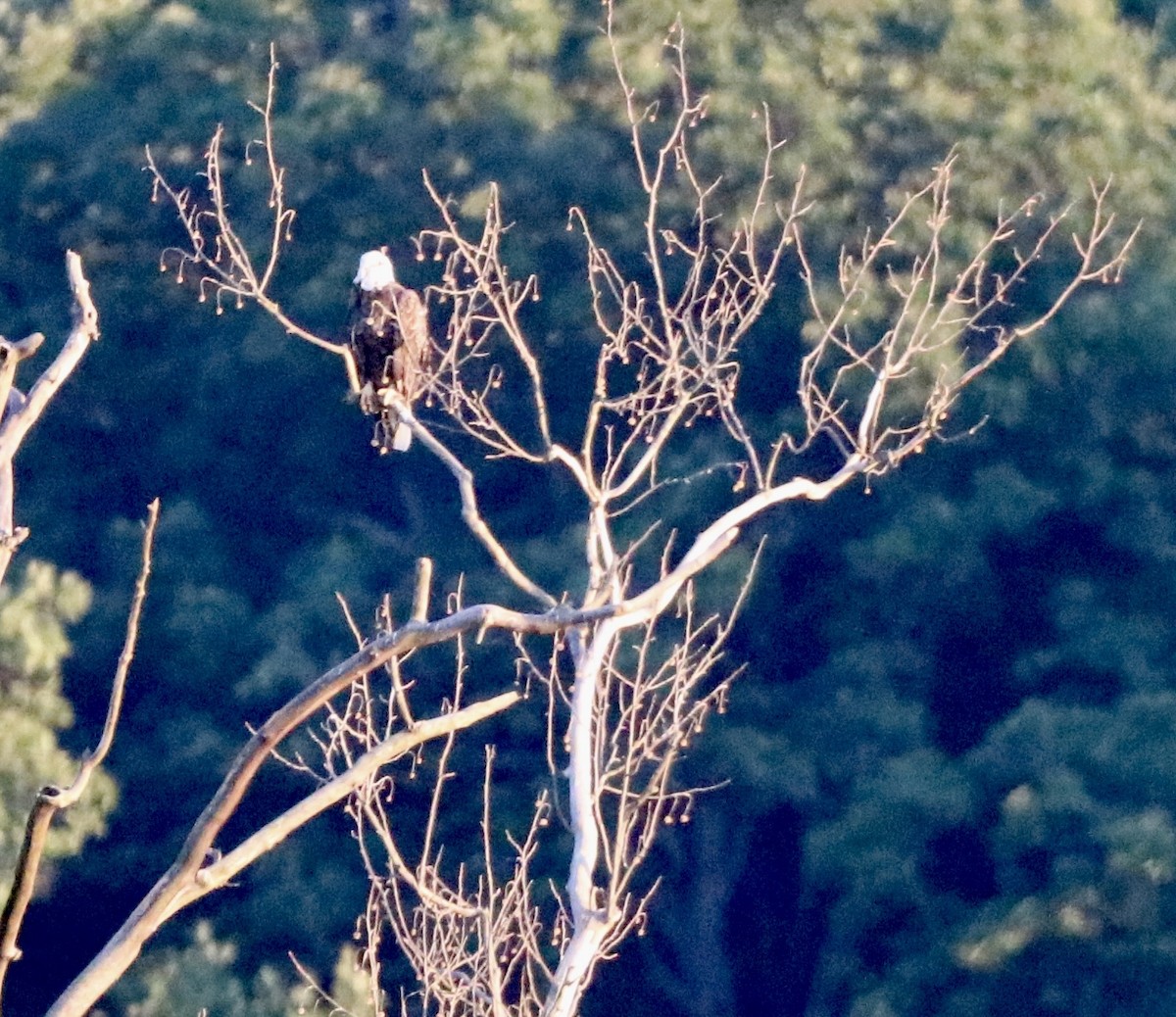 Weißkopf-Seeadler - ML620809089