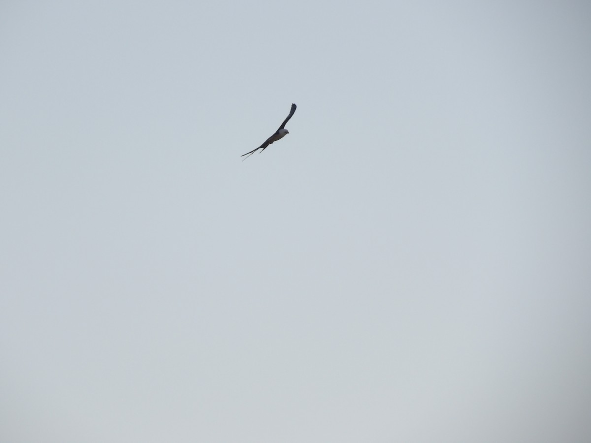 Swallow-tailed Kite - ML620809090