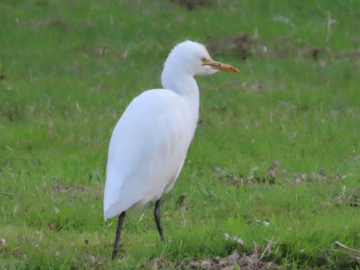 Eastern Cattle Egret - ML620809093