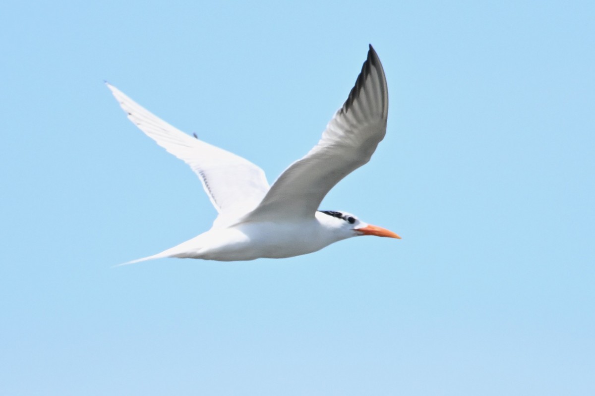 Royal Tern - John Dumlao