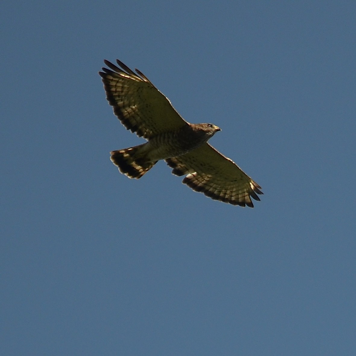 Broad-winged Hawk - ML620809097