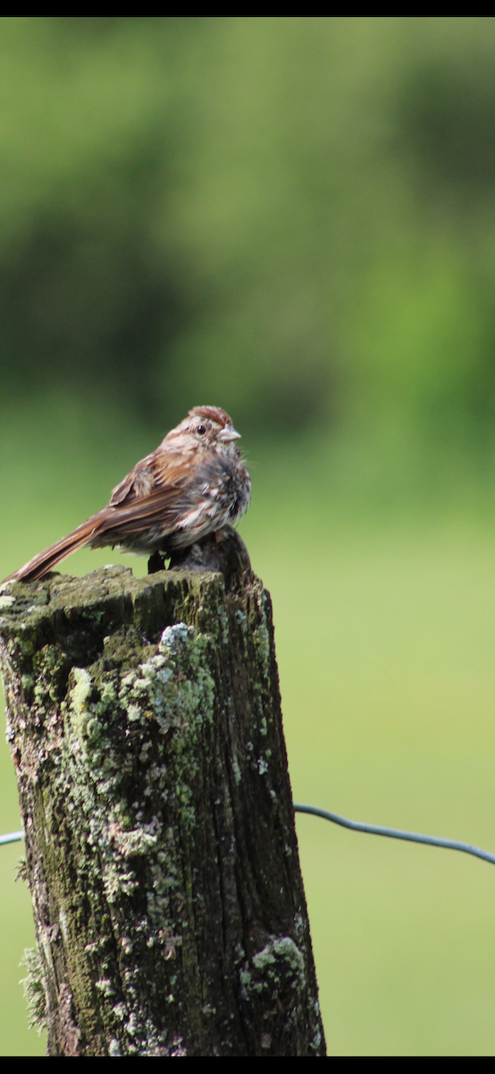 Song Sparrow - ML620809099