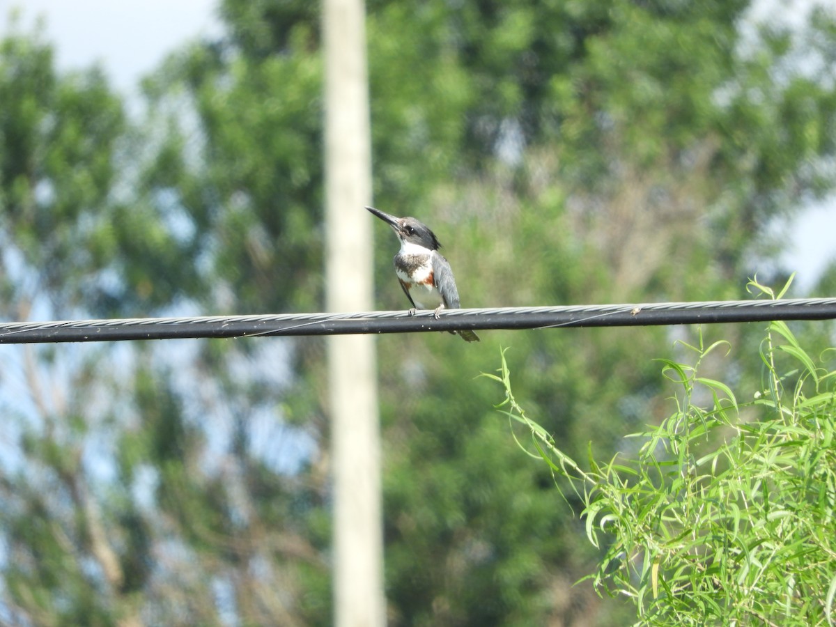 Belted Kingfisher - ML620809106