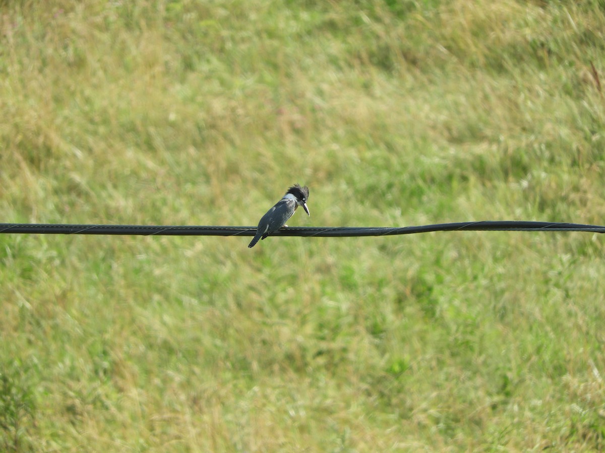 Belted Kingfisher - ML620809110