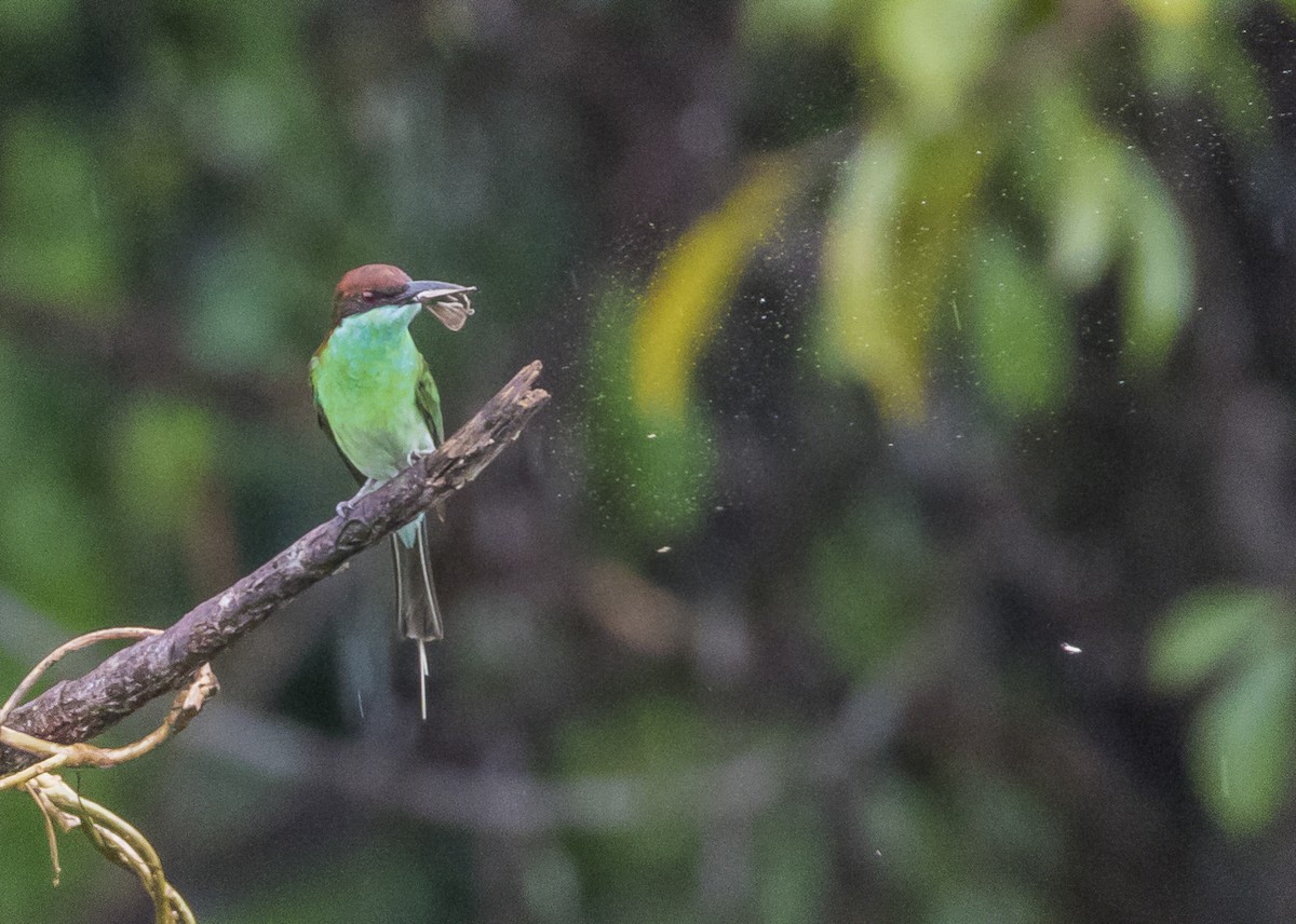 Blue-throated Bee-eater - ML620809116