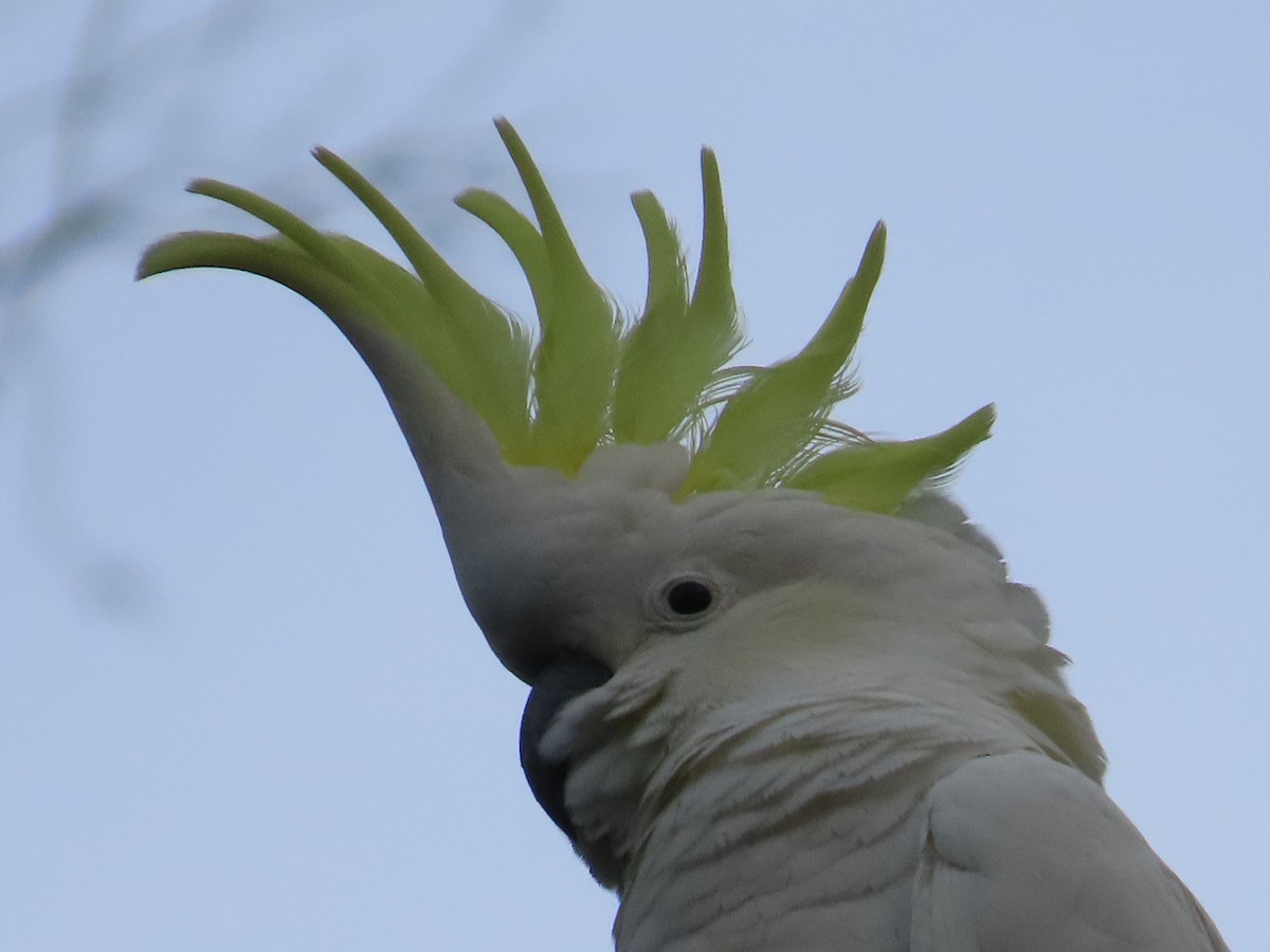 Sulphur-crested Cockatoo - ML620809117