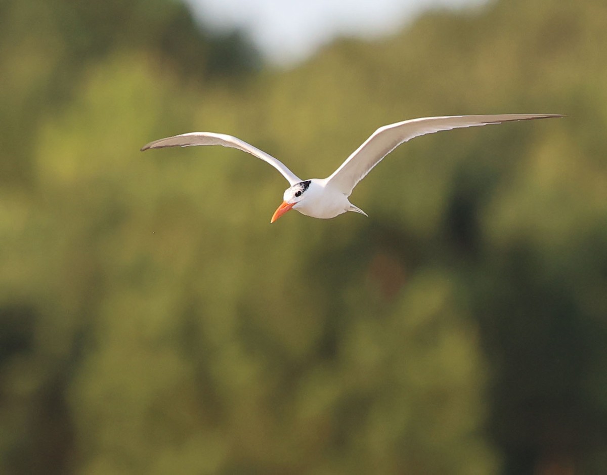 Royal Tern - David Gibson