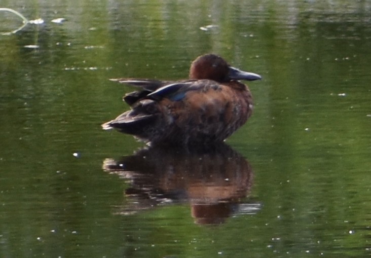 Cinnamon Teal - ML620809131